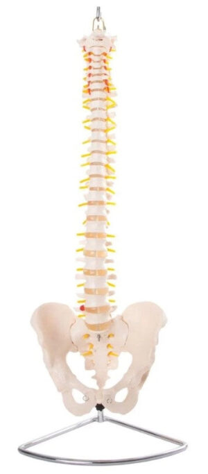 Spinal Column On Stand